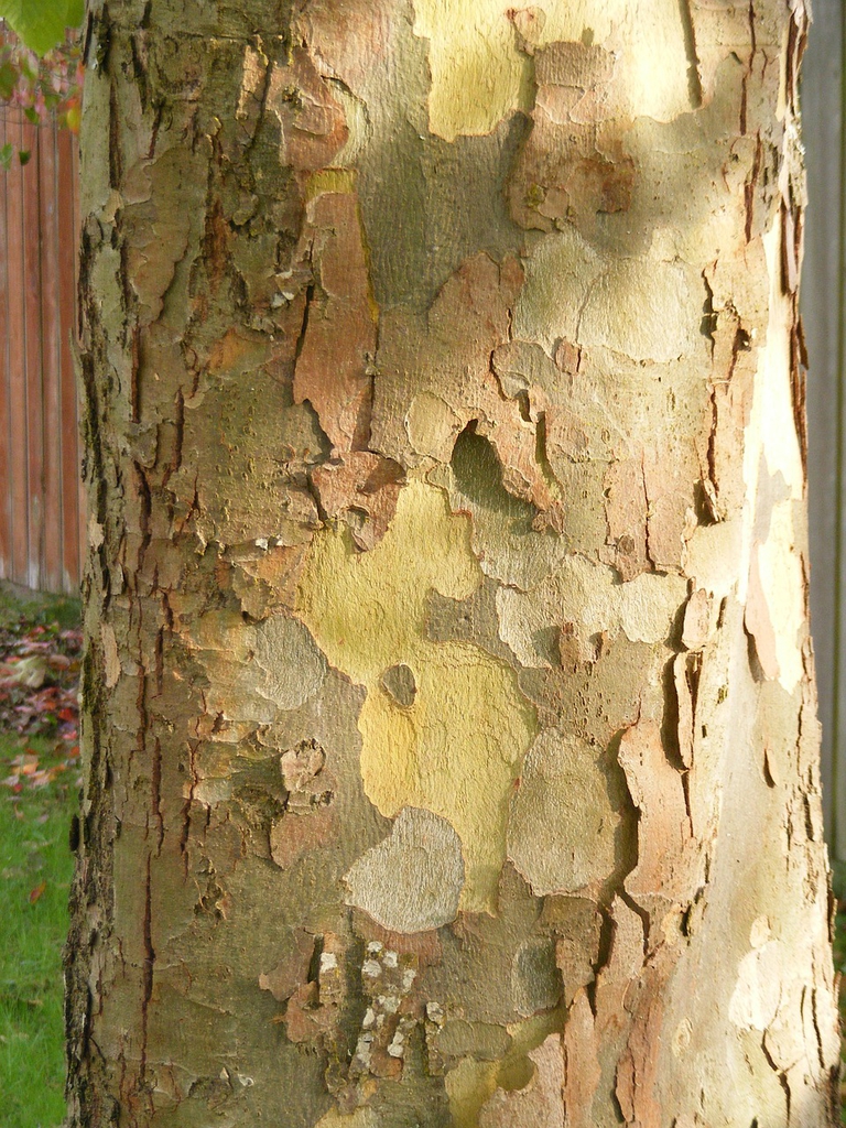 Bark