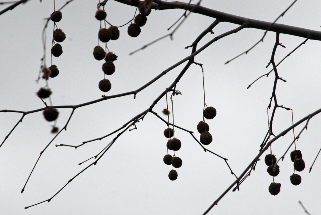 Platanus x acerifolia