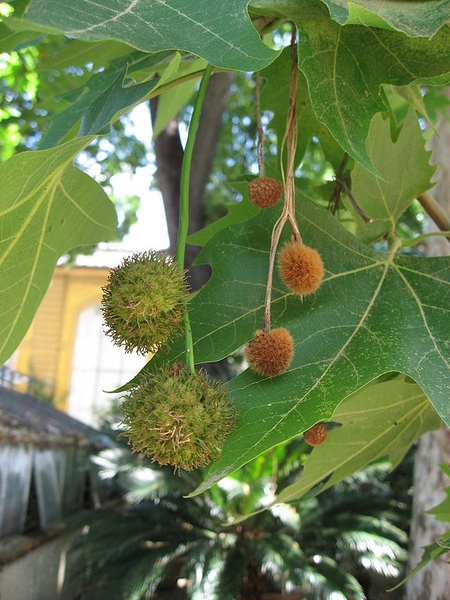 Platanus x acerfolia