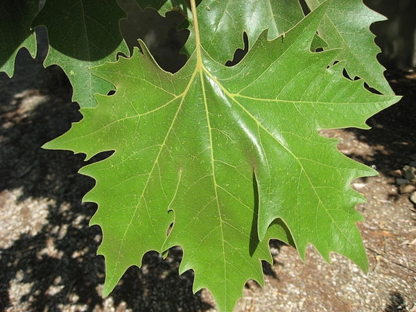 Platanus x acerfolia