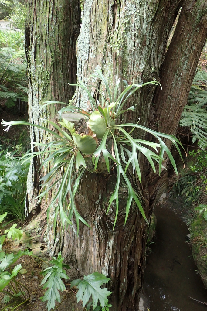 Form