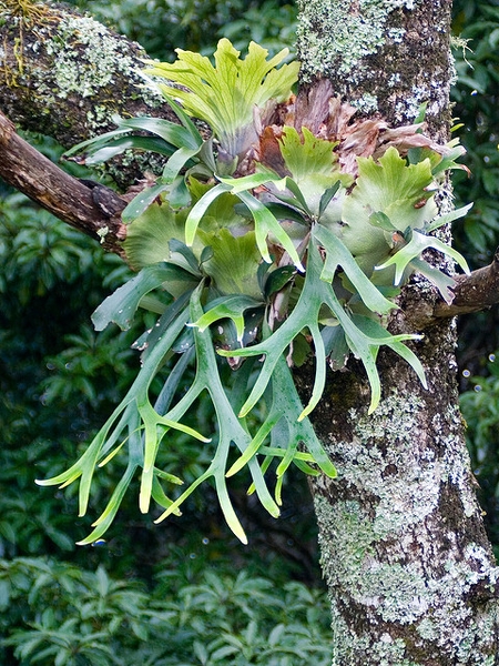 Platycerium bifurcatum