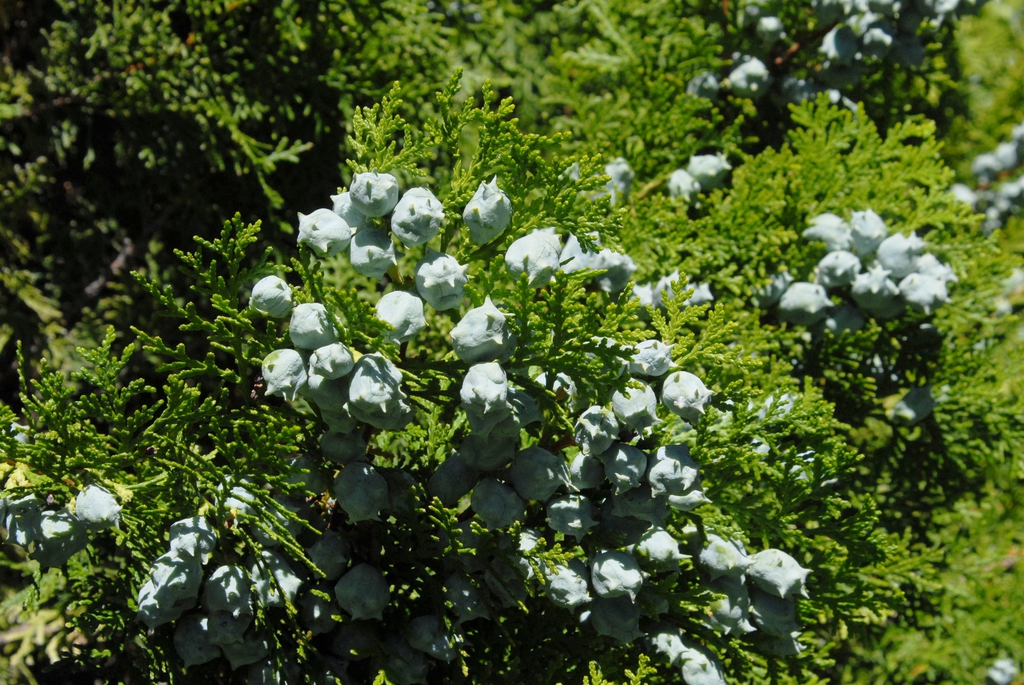 Platycladus orientalis