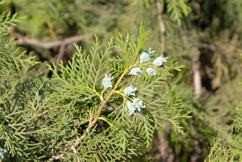 Fruit and Leaf