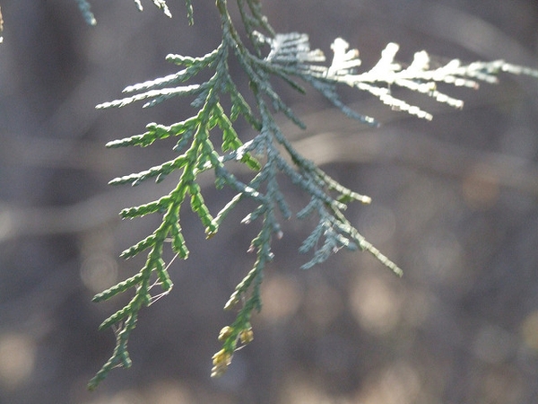 Platycladus orientalis	