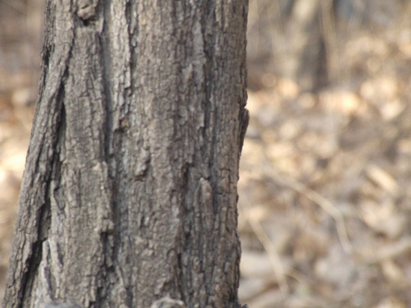 Platycladus orientalis	