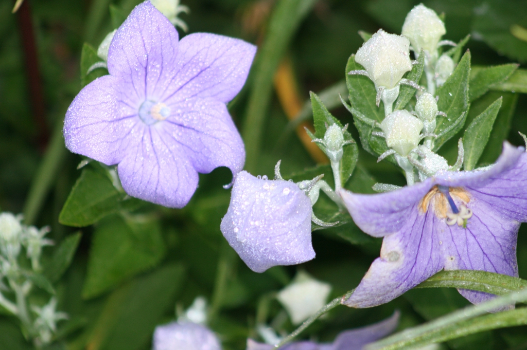 Platycodon grandiflorus