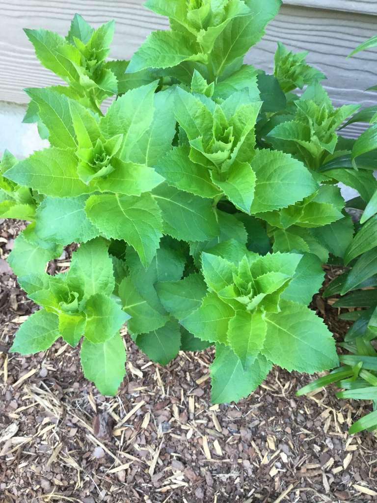 emerging plant, spring, Durham County, NC