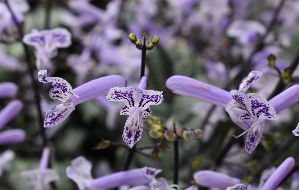 Plectranthus 'Mona Lavender' purple and white spur flower