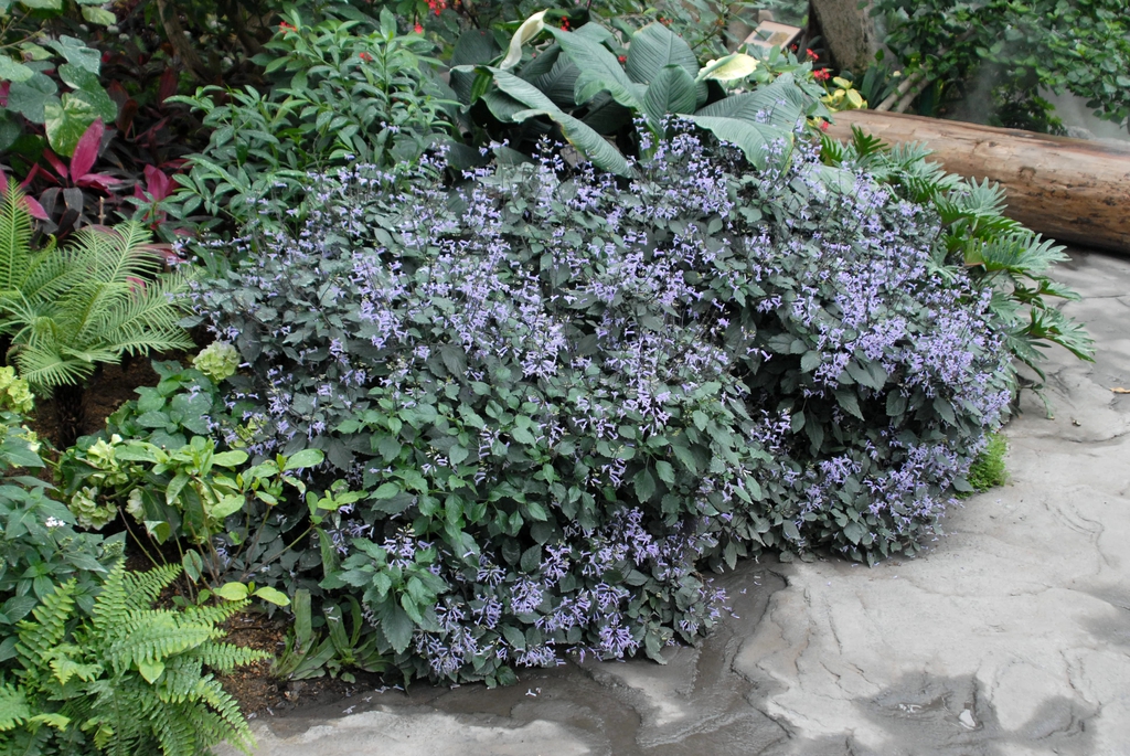 Plectranthus 'Mona Lavender'