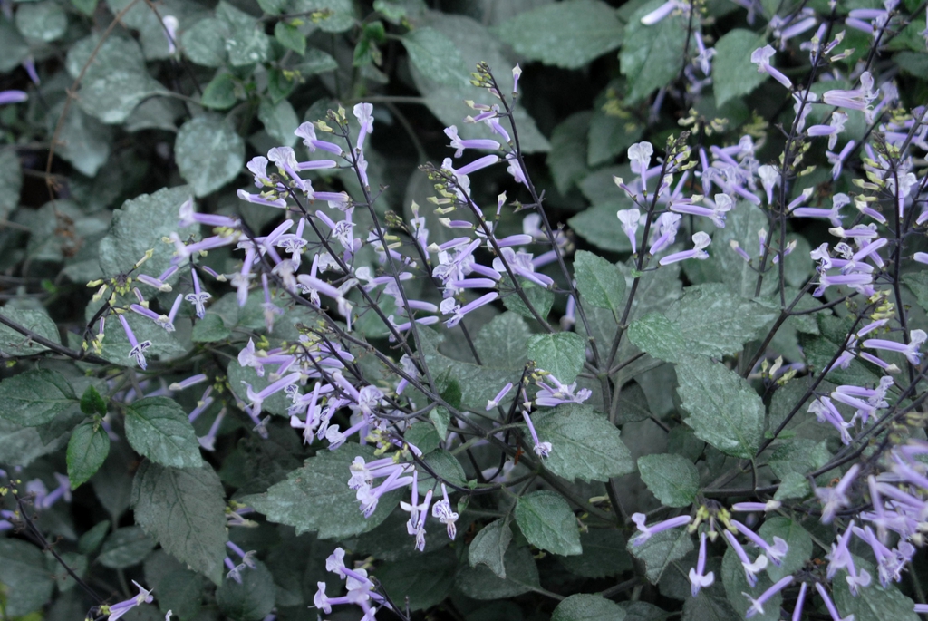 Plectranthus 'Mona Lavender'