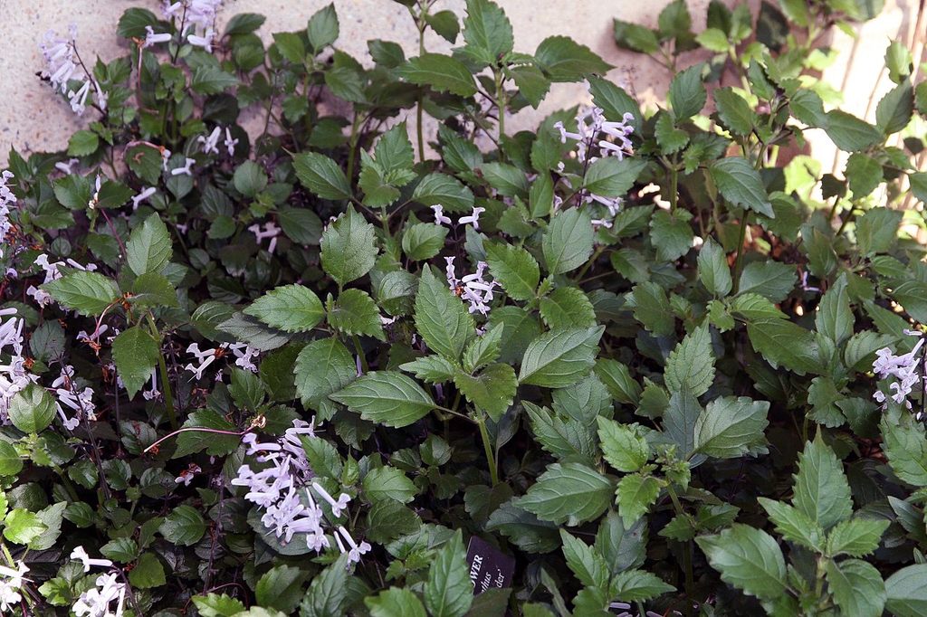 Plant