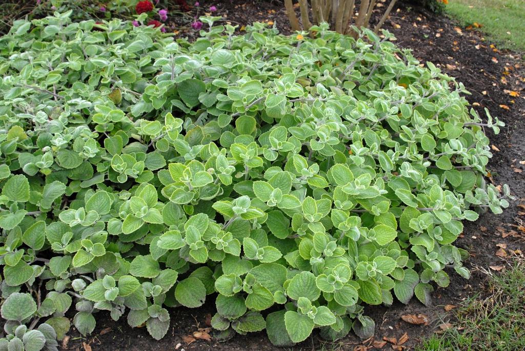 Form in Garden