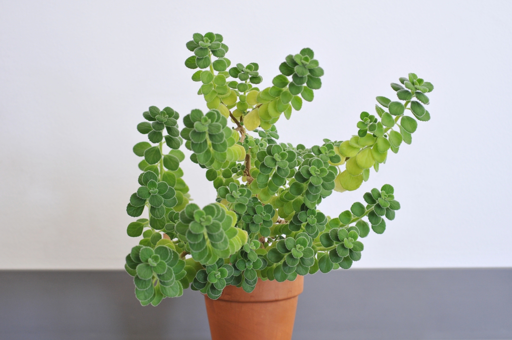 Growing in a pot