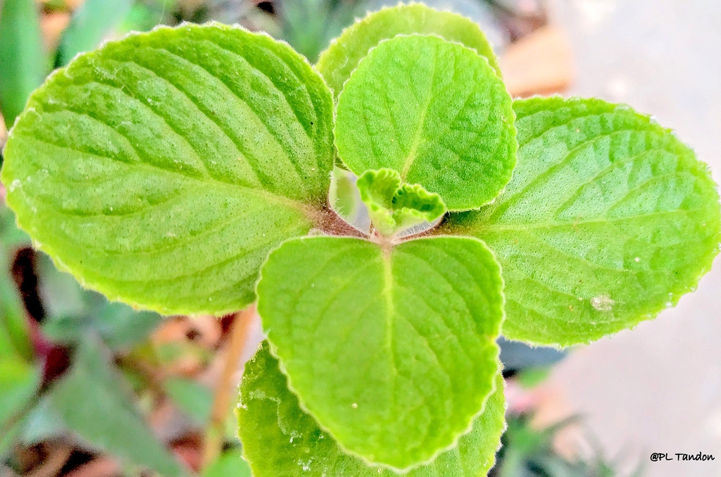 Closeupof the green leaves
