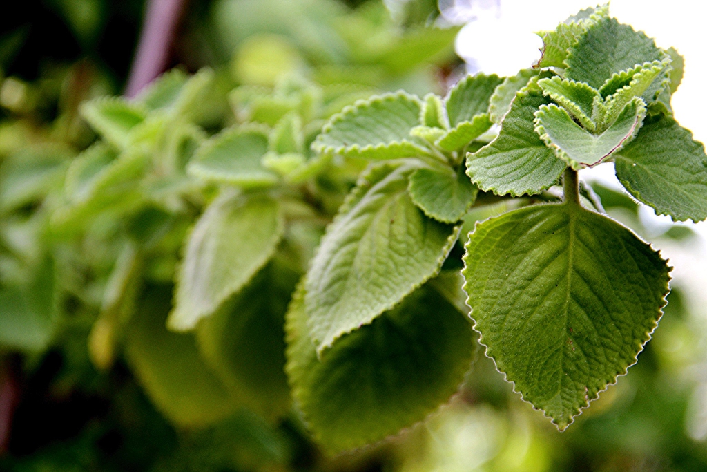 Green fuzzy foliage