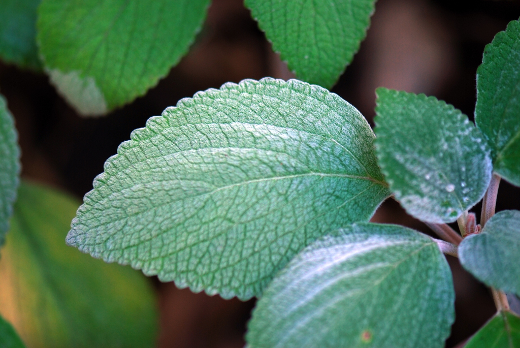 Close up of leaf