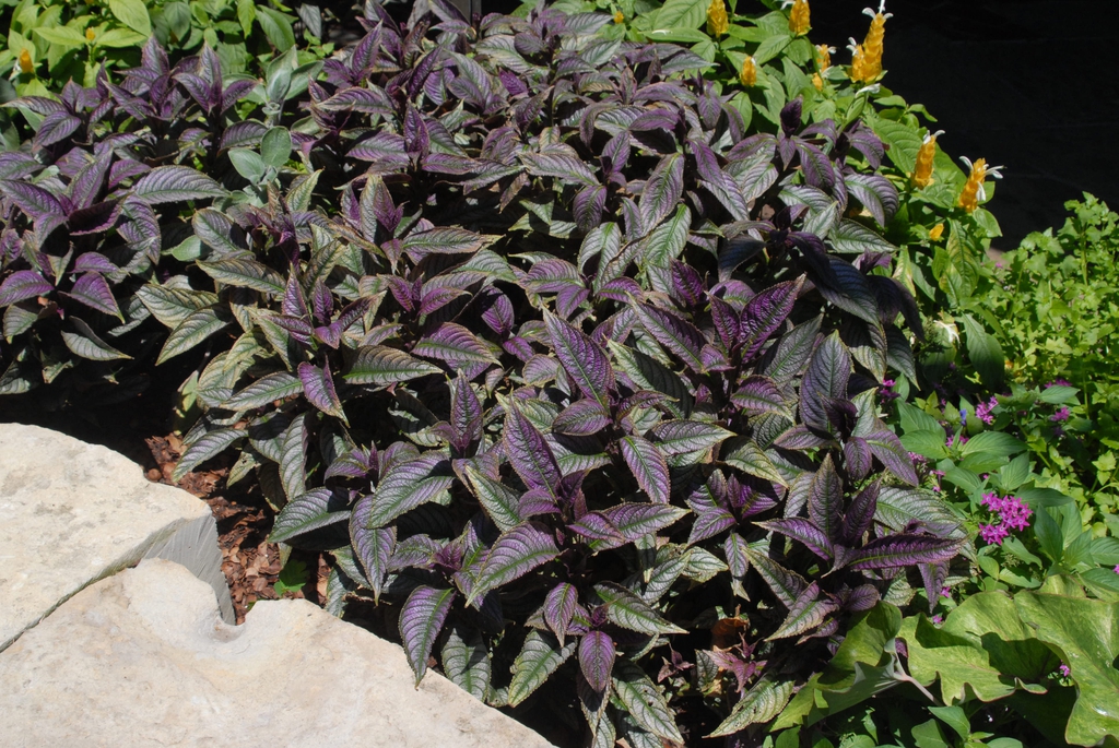 Plectranthus argentus