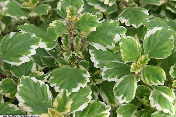 Plectranthus forsteri 'Marginatus'
