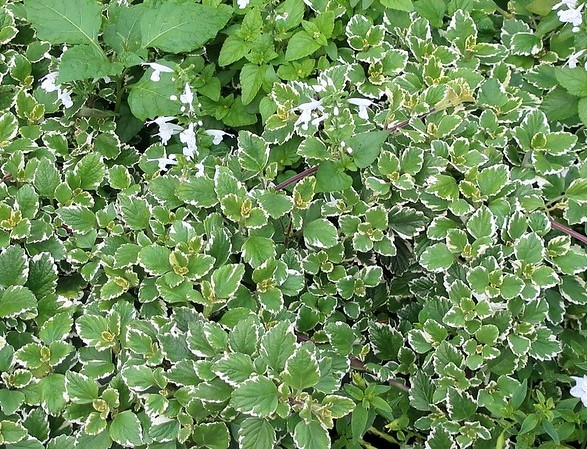 mounding plant with small leaves bordered in white.