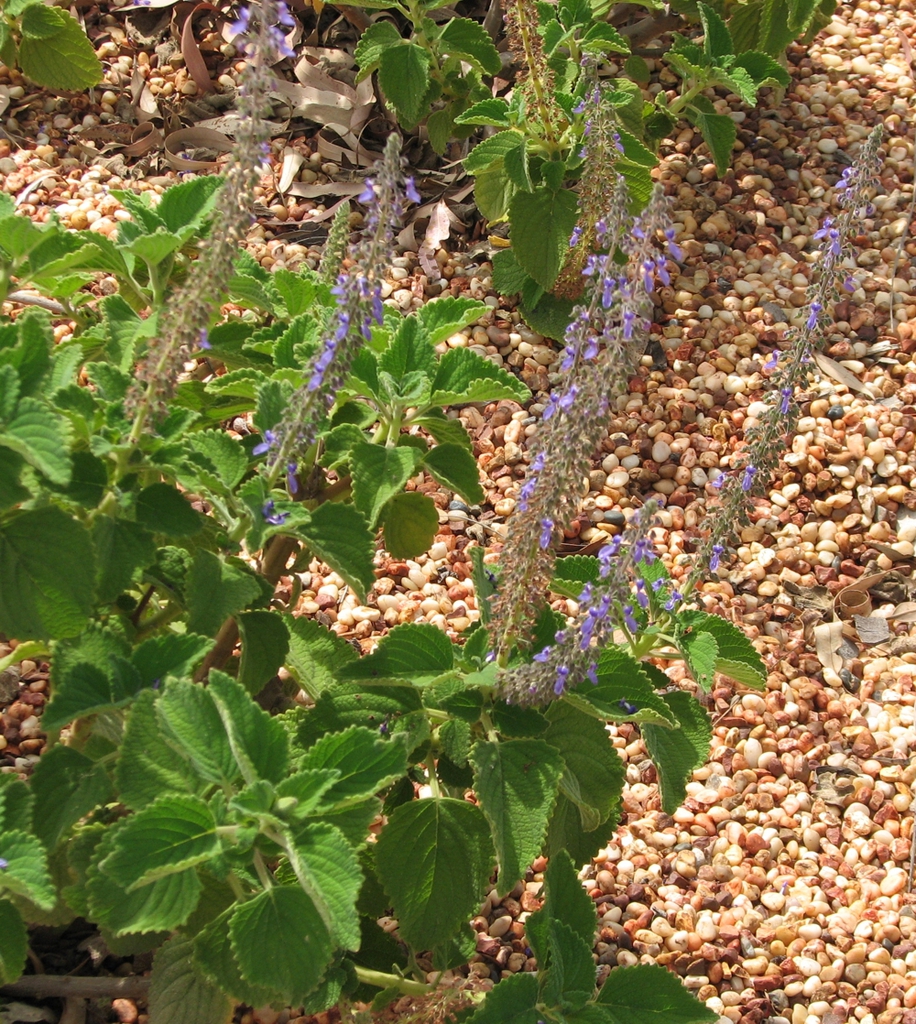Form