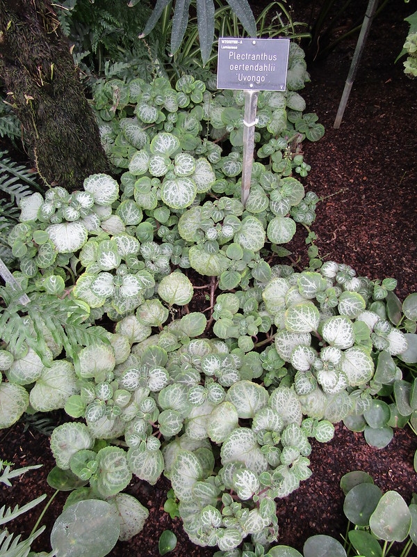 trailing plant with small, silver-veined leaves.