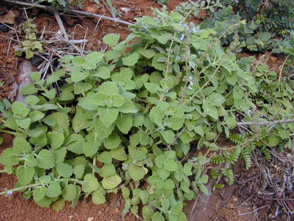 Form