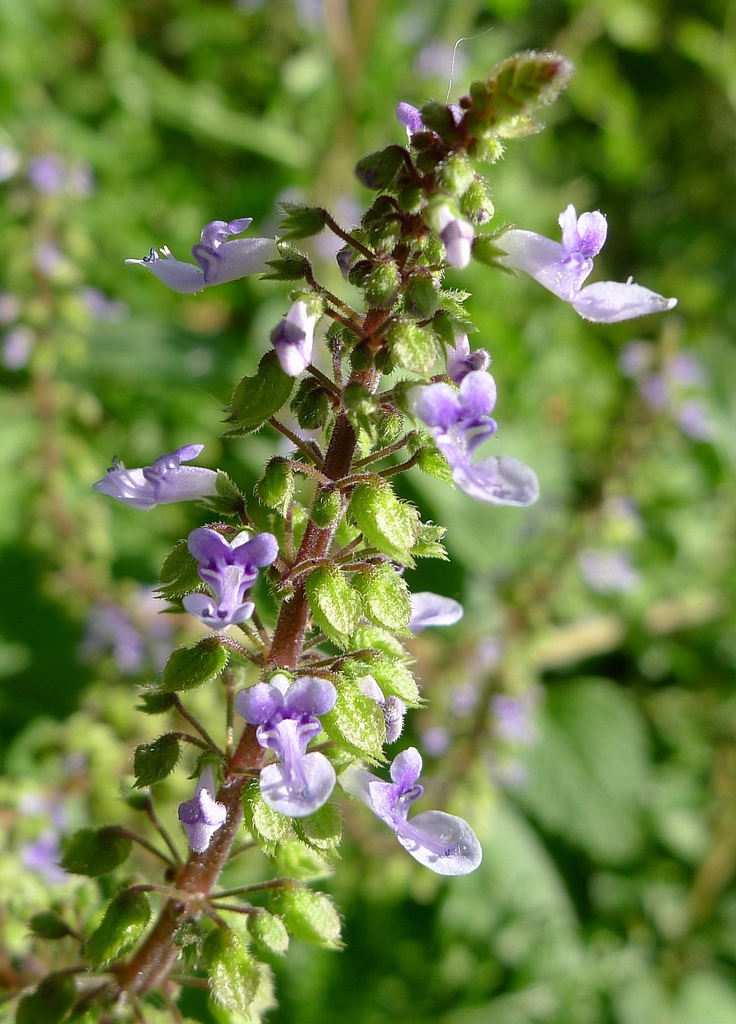 Plectranthus parviflorus