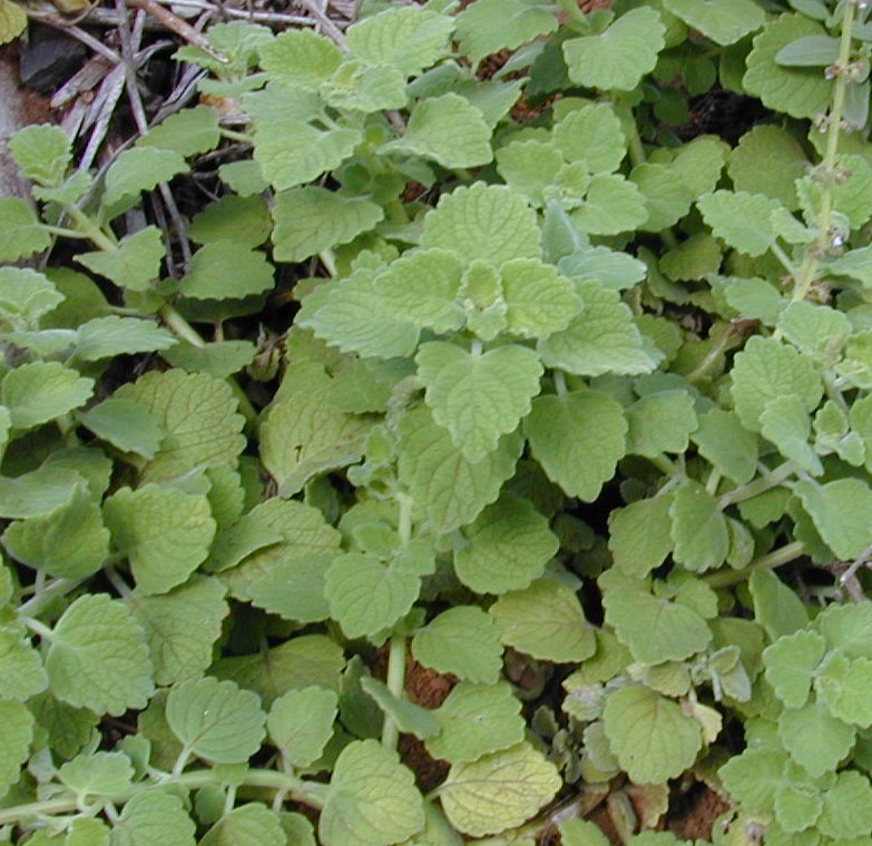 Plectranthus parviflorus