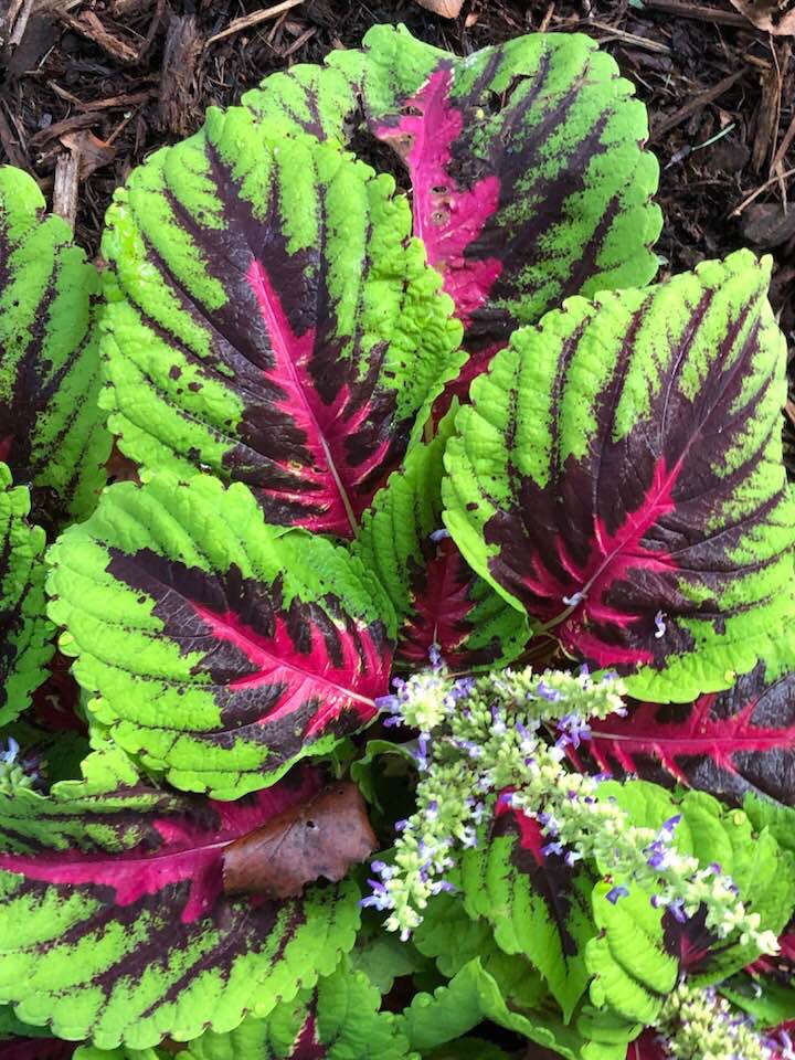 Plectranthus scutellarioides