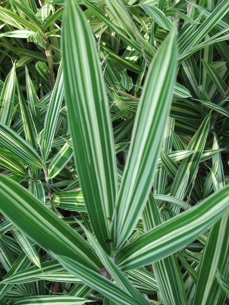 Variegated leaves