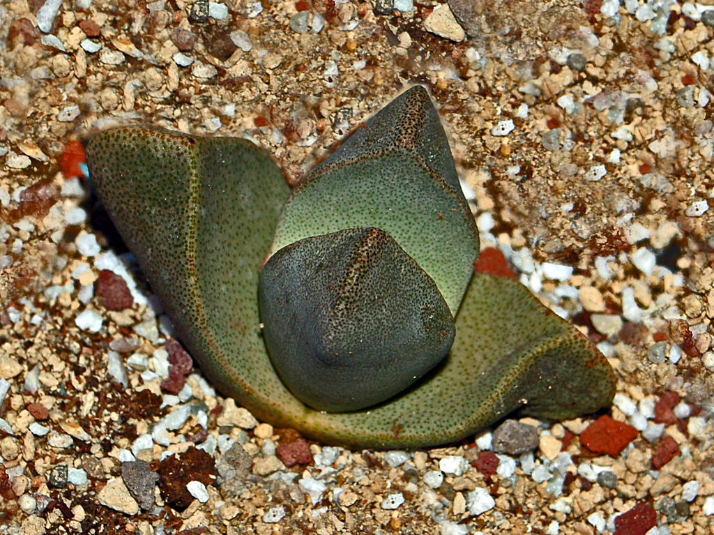 Form in ground
