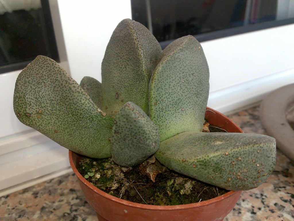 Form in pot