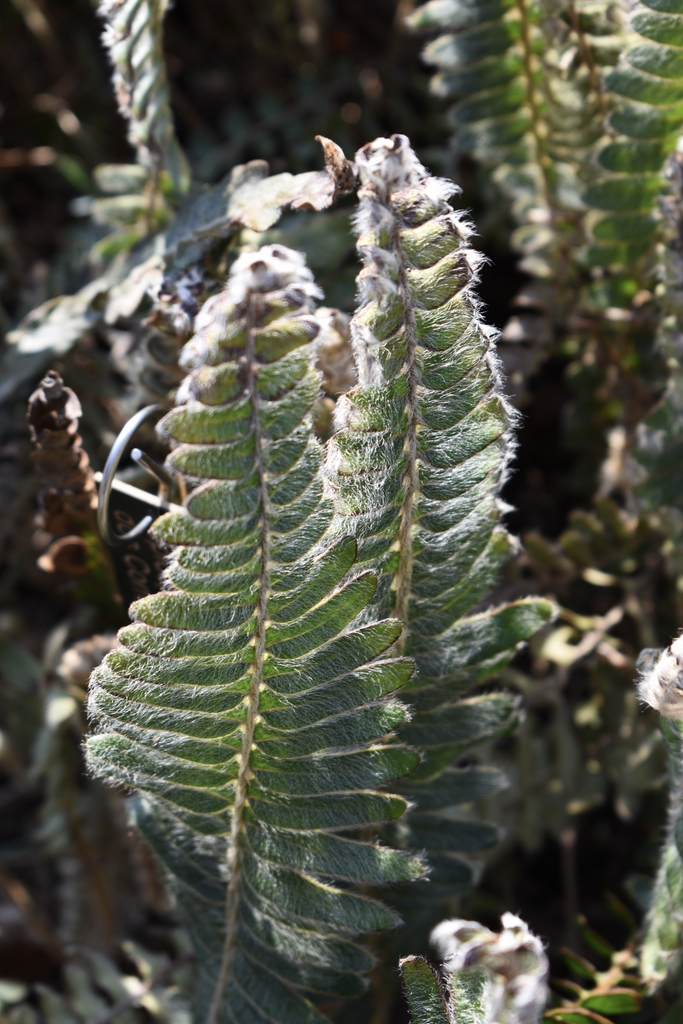 Fronds - Winter - Wake Co., NC