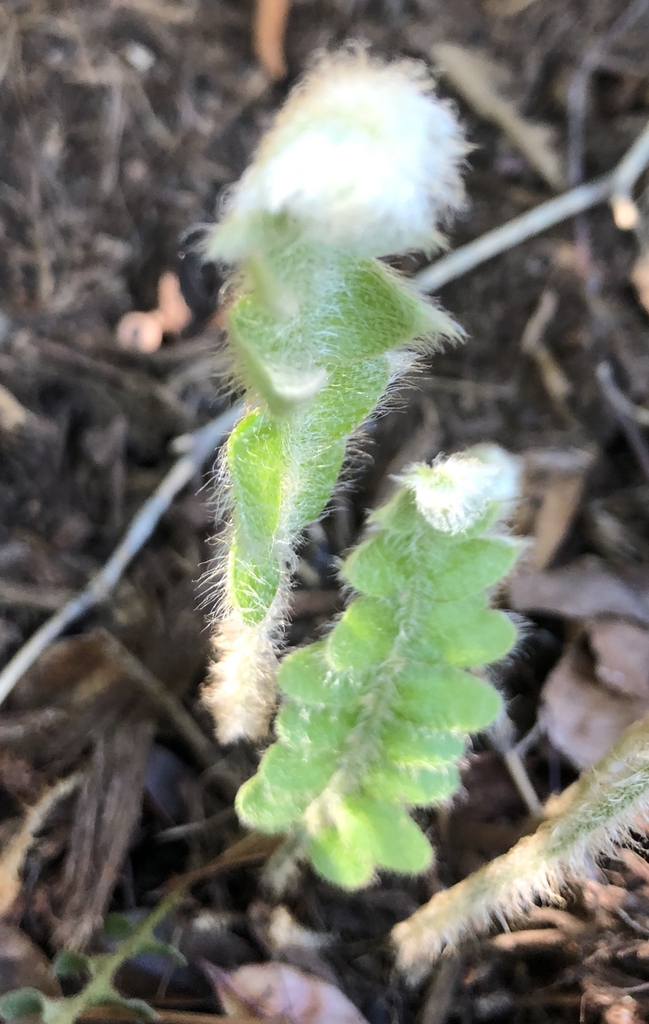 Hairy Fronds in April - Wake Co., NC