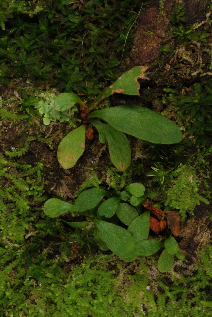 Native habitat (Ojus, FL)-Mid Winter