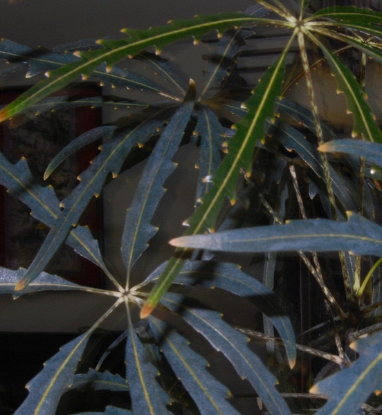 Leaves