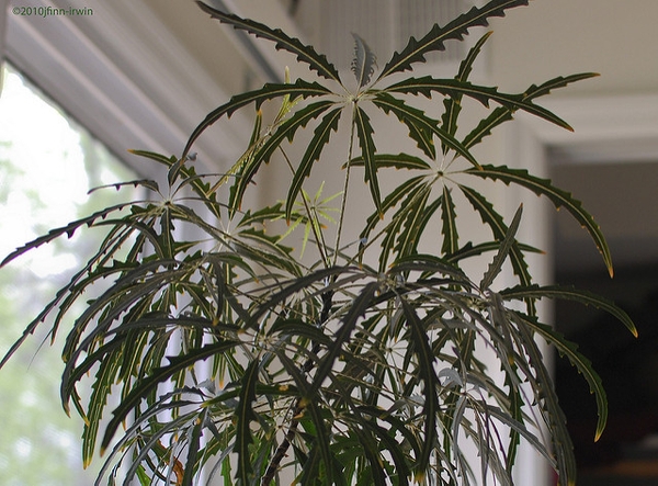 Form