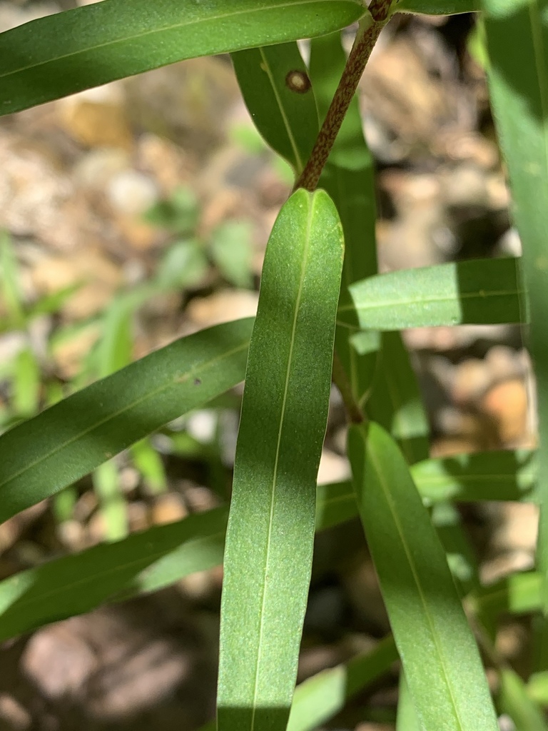 Leaves