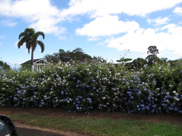 Example of use as shrubs