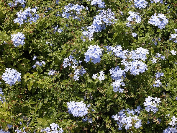Plumbago auriculata