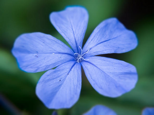 Plumbago auriculata