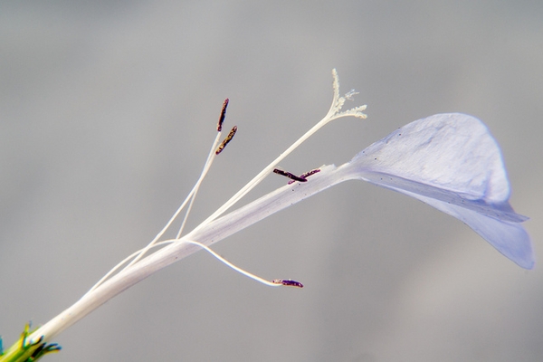 Detail of flower structure