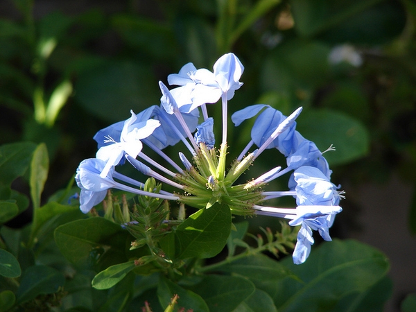 Plumbago auriculata