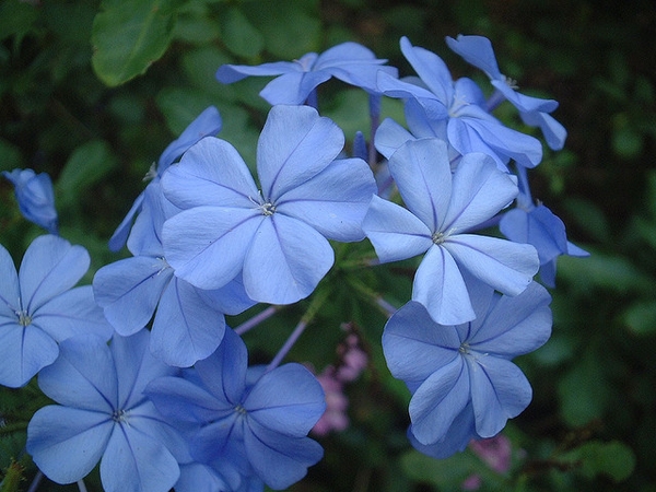 Plumbago auriculata