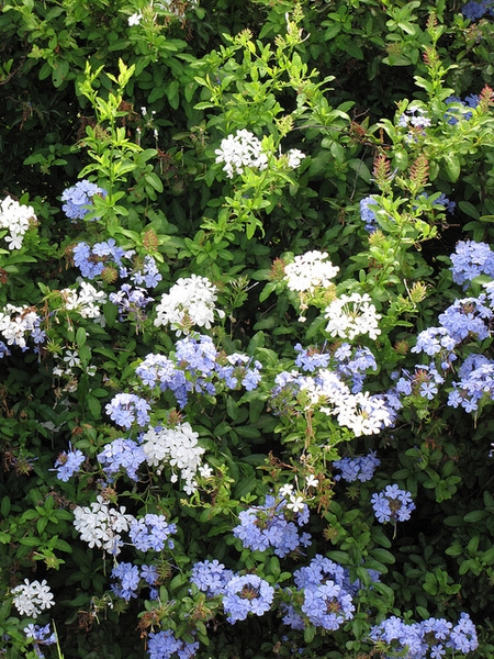 White and blue varieties