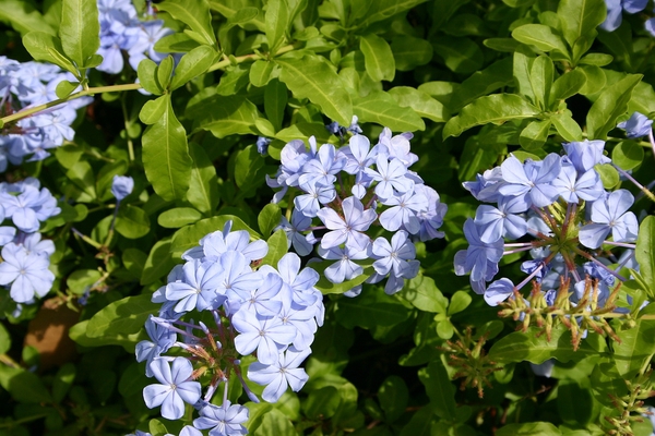 Clusters of flowers