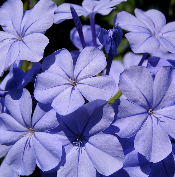 Cluster of flowers