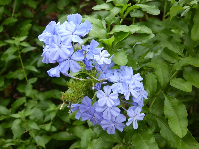 Blue, phlox-like flowers in a cluster.