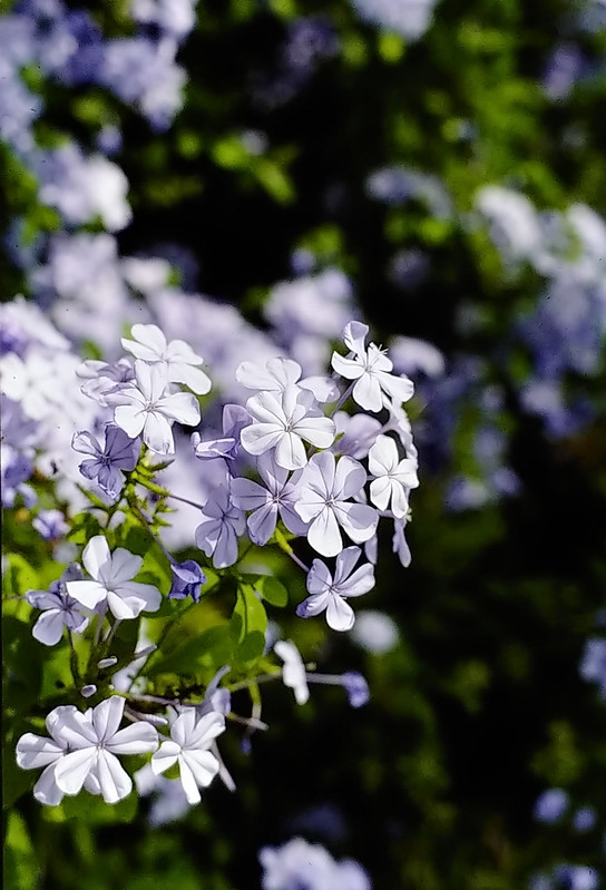 Blue, phlox-like flowers in a cluster.